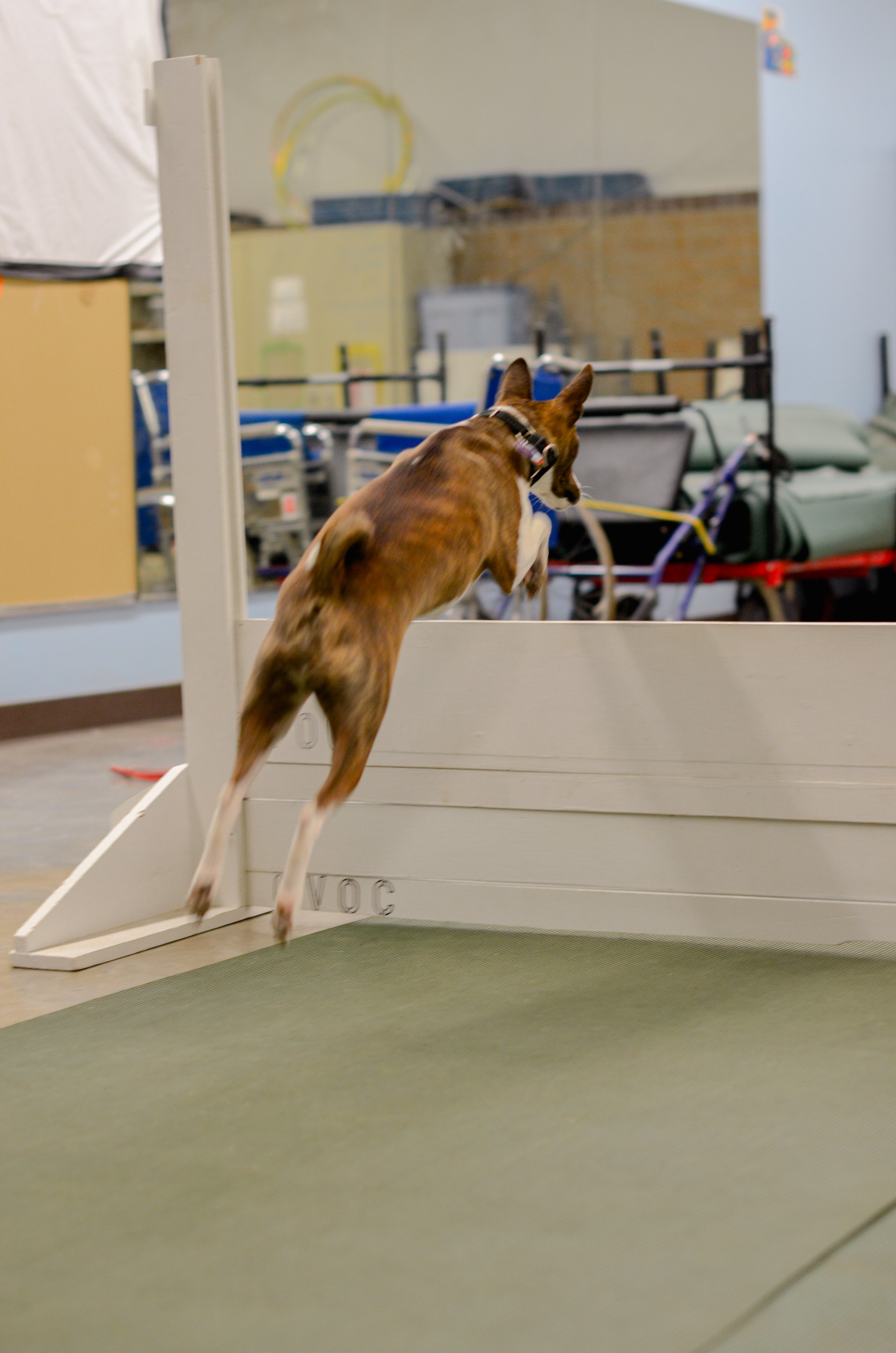 Catawba Valley Obedience Club